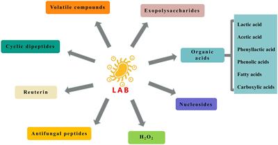 Antifungal Mechanisms and Application of Lactic Acid Bacteria in Bakery Products: A Review